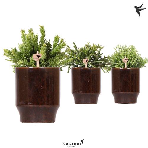 Rhipsalis mix im Keramik braun T09 H015