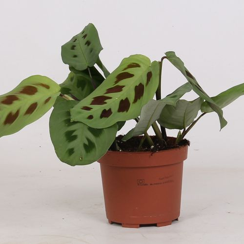 Maranta Kerchoveana T12 H20