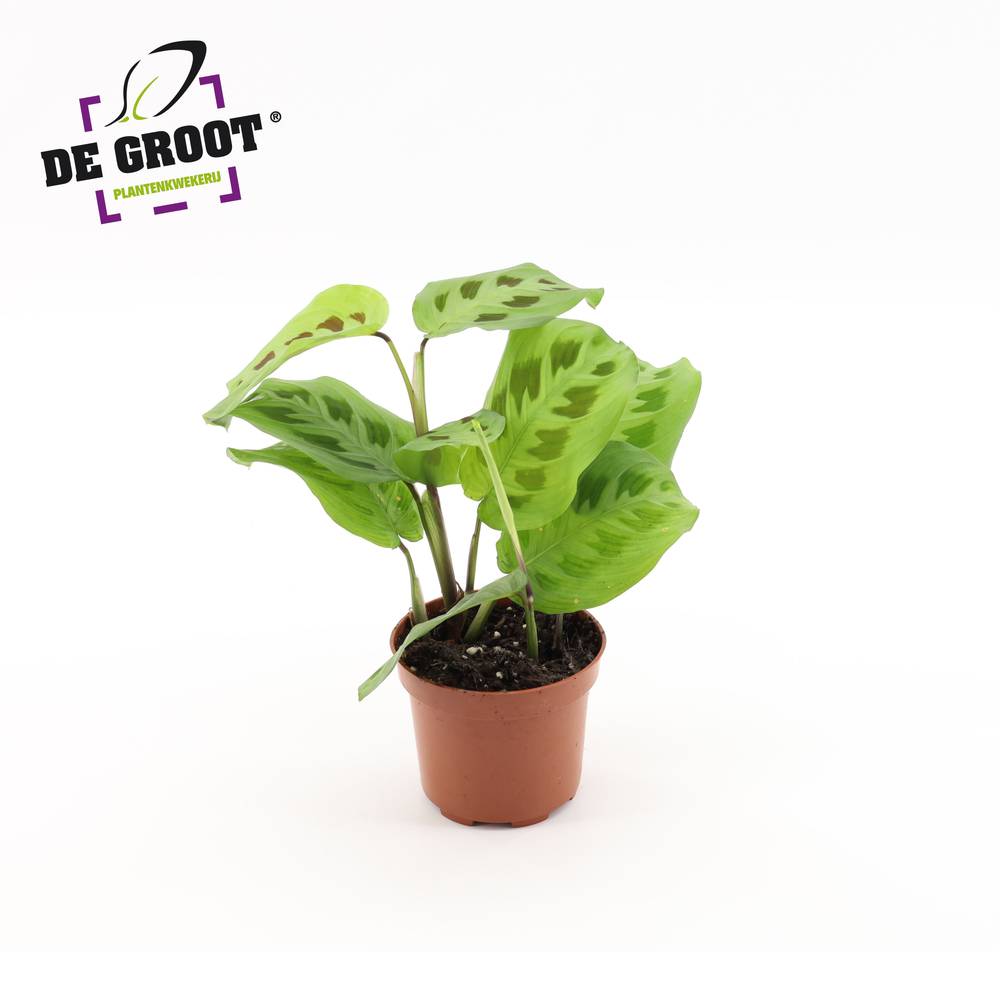 Maranta Kerchoveana T12 H20