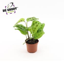 Maranta Kerchoveana T12 H20