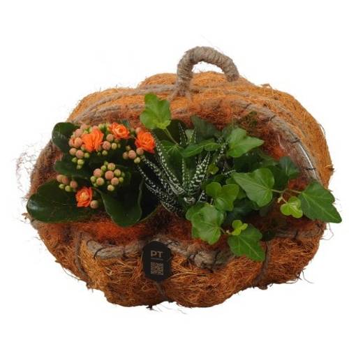 Kal.Arr PTHI3324 Herbst T22 H019