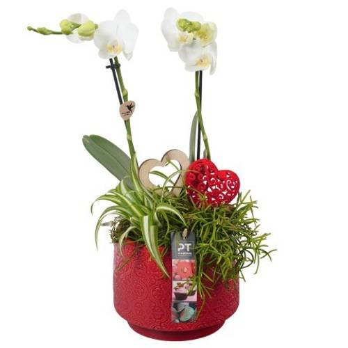 Phal.Arr PTVMB2232 T17 H041