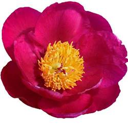 Pfingstrose rosa einfach Roselette 50cm