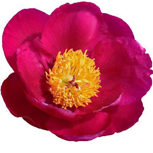 Pfingstrose rosa einfach Roselette 50cm