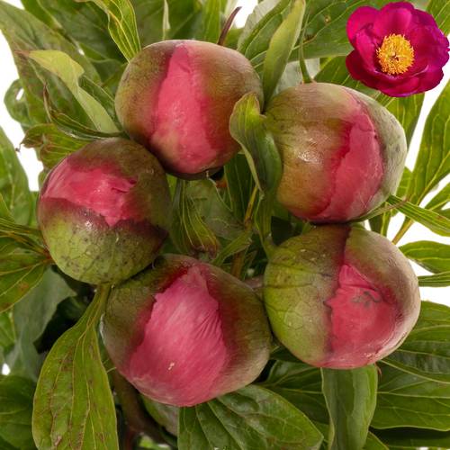 Pfingstrose rosa einfach Roselette 50cm