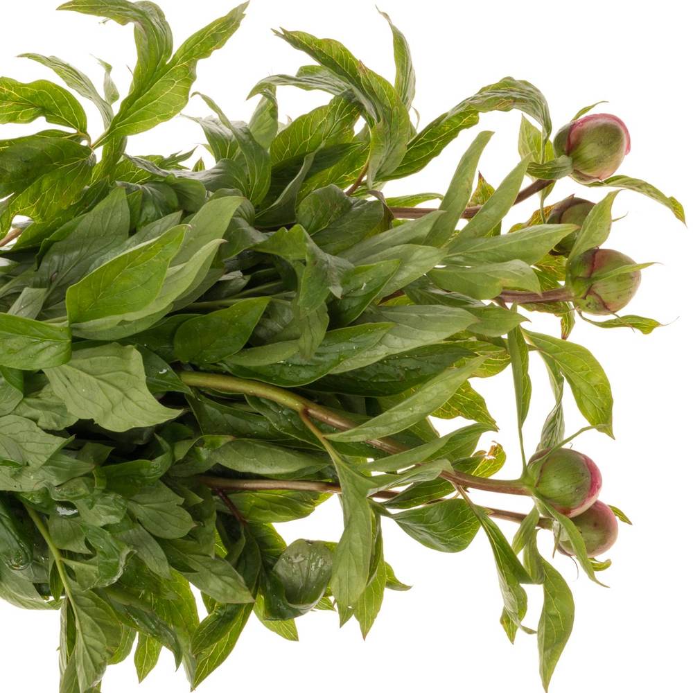 Pfingstrose rosa einfach Roselette 50cm