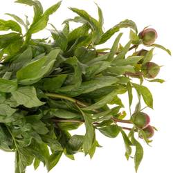 Pfingstrose rosa einfach Roselette 50cm