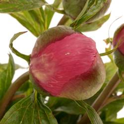 Pfingstrose rosa einfach Roselette 50cm