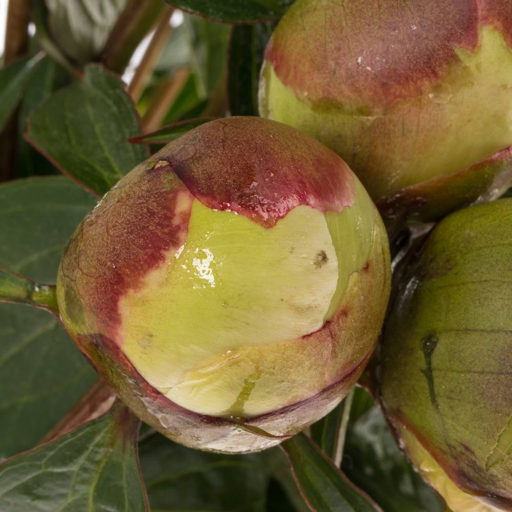 Pfingstrose weiss Deutschland 60cm