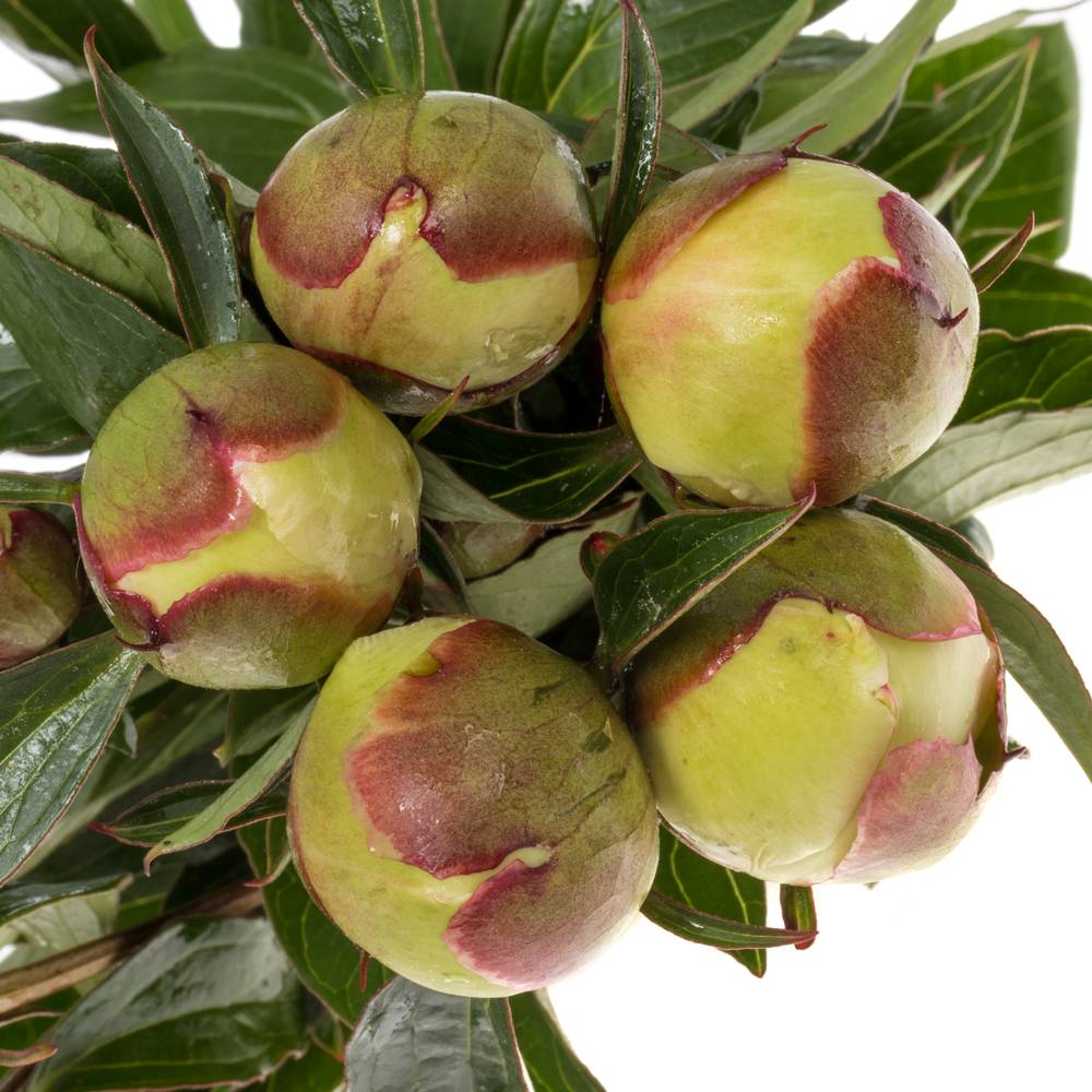 Pfingstrose weiss Deutschland 60cm