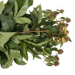 Pfingstrose weiss Deutschland 60cm