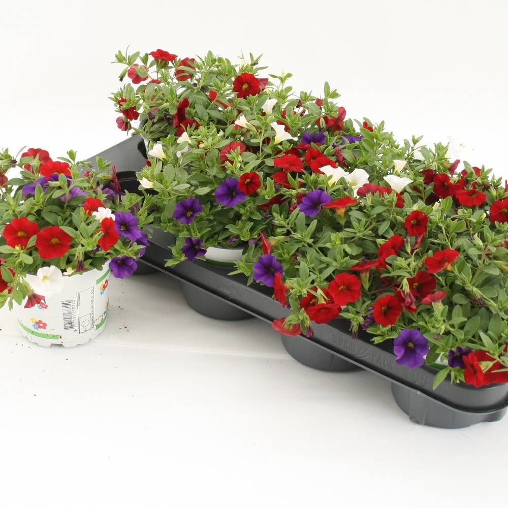 Calibrachoa Trixi Cafe de Paris rot/weissvio T12 H020