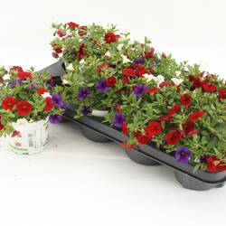 Calibrachoa Trixi Cafe de Paris T12 H020