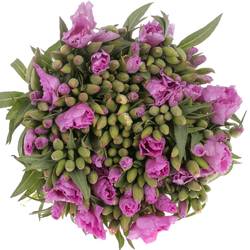 Godetia Lavendel Bündel 40cm