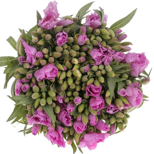 Godetia Lavendel Bündel 40cm