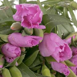 Godetia Lavendel Bündel 40cm