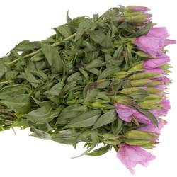 Godetia Lavendel Bündel 40cm