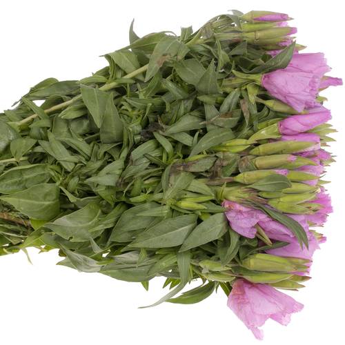Godetia Lavendel Bündel 40cm