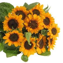 Sonnenblume gelb Sonja 55cm