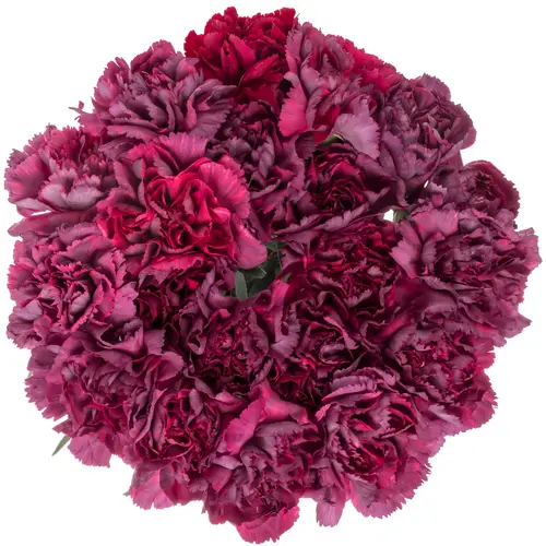 Nelke lila Tatis 60cm