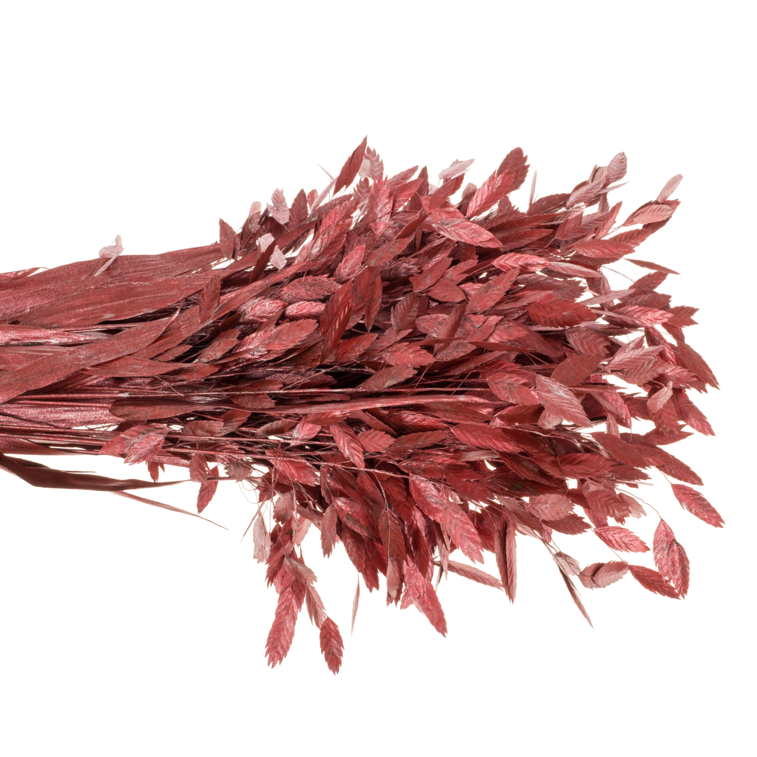 Chasmanthium rot Metallic gefärbt 70cm