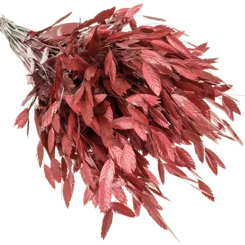 Chasmanthium rot Metallic gefärbt 70cm
