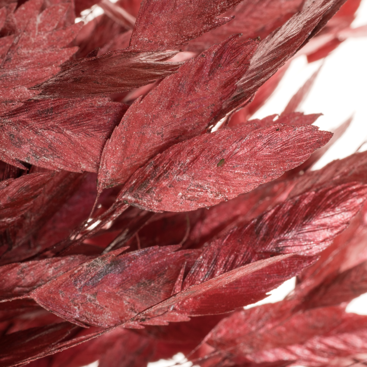Chasmanthium rot Metallic gefärbt 70cm