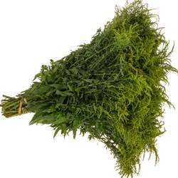 Solidago gelb Strahlkrone 30 Gramm 75cm