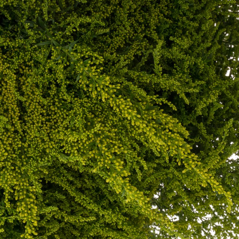 Solidago gelb Strahlkrone 30 Gramm 75cm