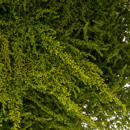 Solidago gelb Strahlkrone 30 Gramm 75cm