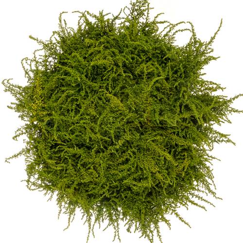 Solidago gelb Strahlkrone 30 Gramm 75cm