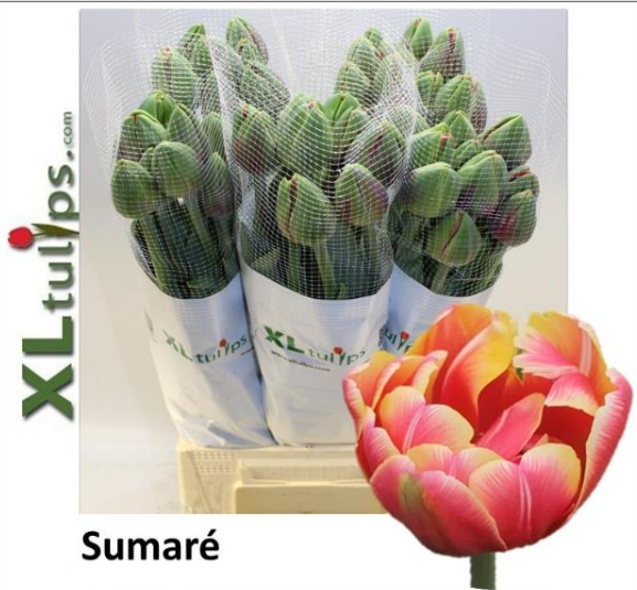 Franz.rot/gelb Sumare' 95 Gramm 65cm