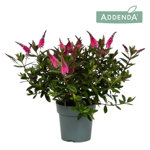 Hebe rosa Donna T15 H035