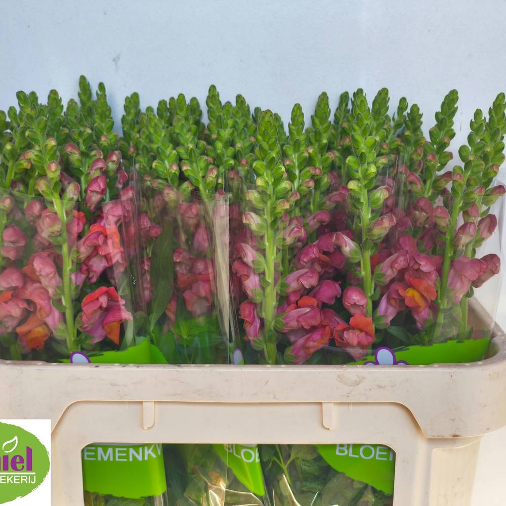 Löwenmaul dunkel orange Animation Orange 75cm