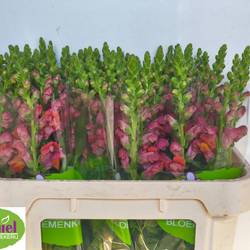 Löwenmaul dunkel orange Animation Orange 75cm