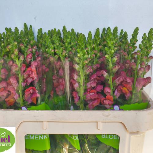 Löwenmaul dunkel orange Animation Orange 75cm