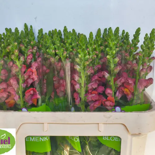 Löwenmaul dunkel orange Animation Orange 75cm