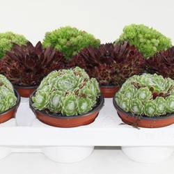 Sempervivum mix T10,5 H15