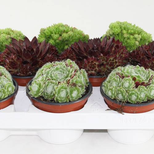 Sempervivum mix T10,5 H15