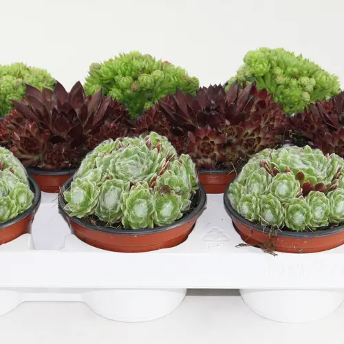 Sempervivum mix T10,5 H15
