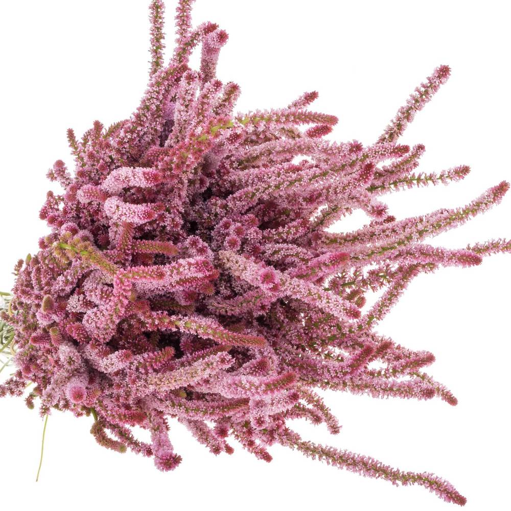 Psylliostachis rosa pro bund x5 60cm