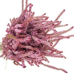 Psylliostachis rosa pro bund x5 60cm