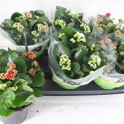 Kalanchoe Gef. mix Schnapchen Von Uhr T15 H026