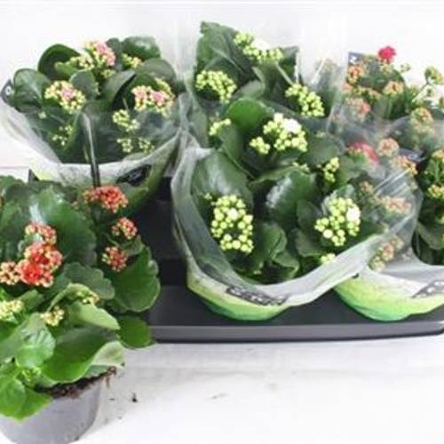 Kalanchoe Gef. mix Schnapchen Von Uhr T15 H026