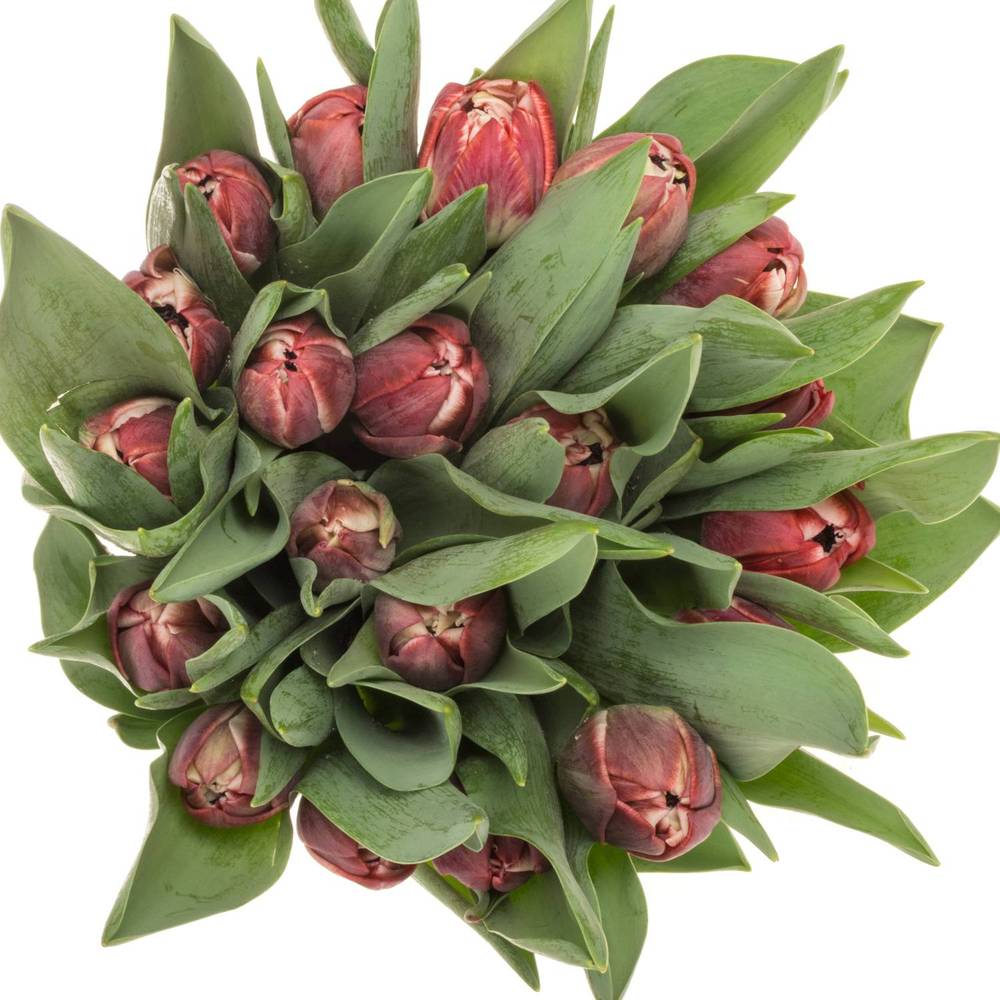 Tulpe lila doppel Soulmate 34 Gramm