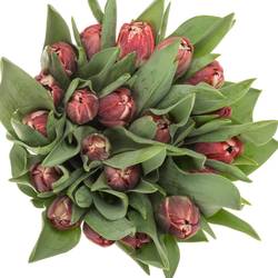 Tulpe lila doppel Soulmate 34 Gramm