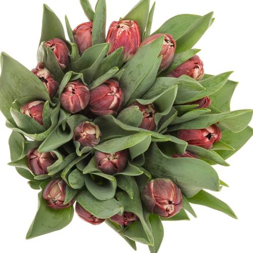 Tulpe lila doppel Soulmate 34 Gramm