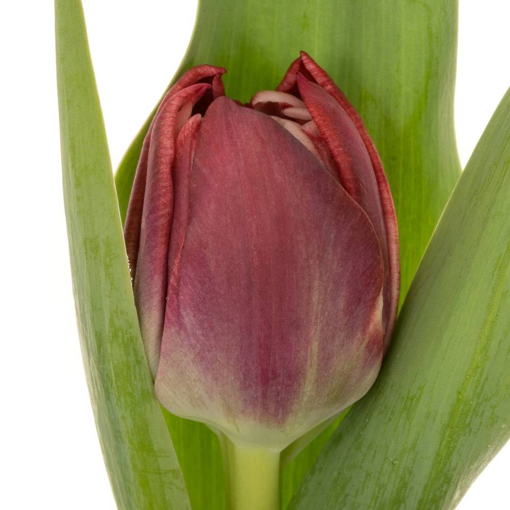 Tulpe lila doppel Soulmate 34 Gramm