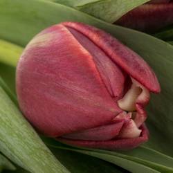 Tulpe lila doppel Soulmate 34 Gramm