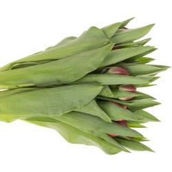 Tulpe lila doppel Soulmate 34 Gramm